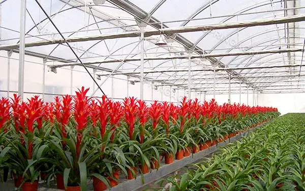 Flower Multispan Plastic Film Greenhouse