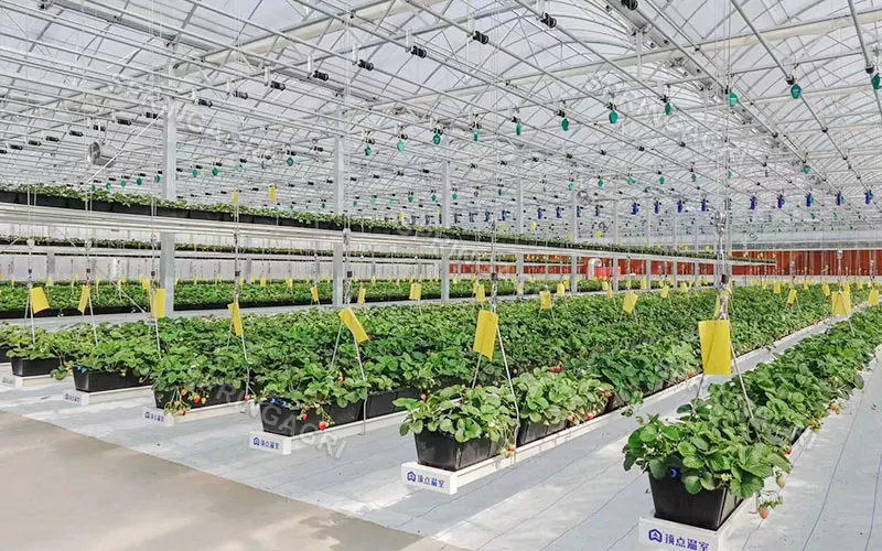 Πλαστικό Θερμοκήπιο Φράουλας Multi-Span Agriculture